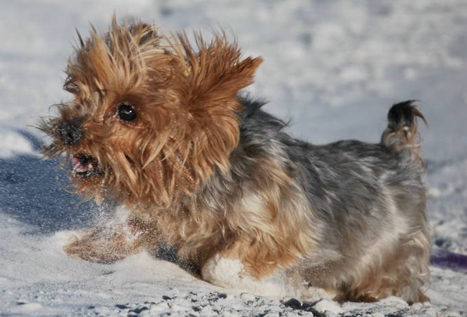 yorkie running speed yorkie viewbug yorkie running speed yorkie viewbug