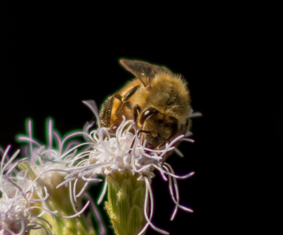 Whoath's Photos - ViewBug.com - 926 x 769 jpeg 90kB